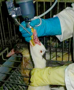 foie gras